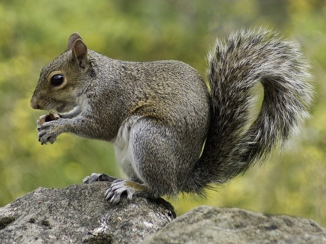 squirrel control service in ottawa