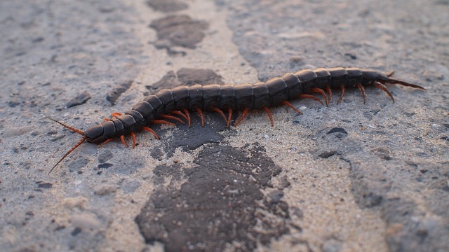 centipede control service in ottawa