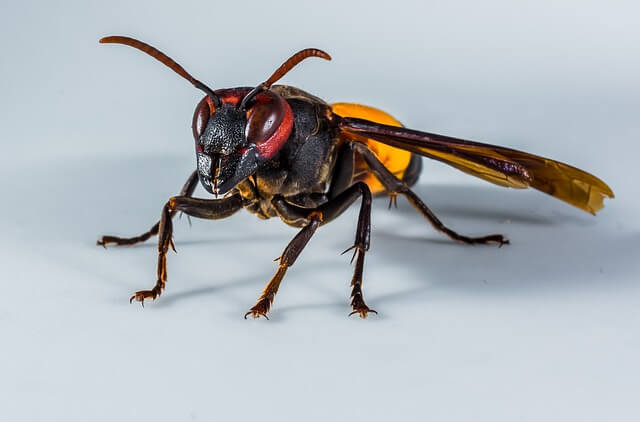 wasp removal services