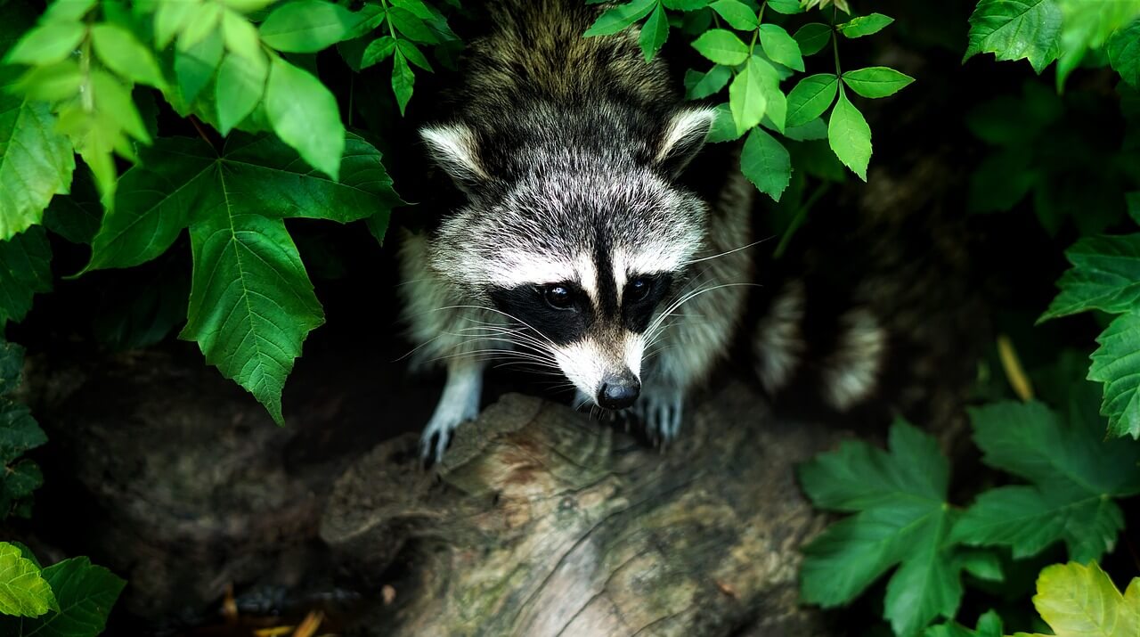 https://a2zpestcontrol.ca/wp-content/uploads/2021/09/raccoon-pest-control-exterminator-in-ottawa.jpg