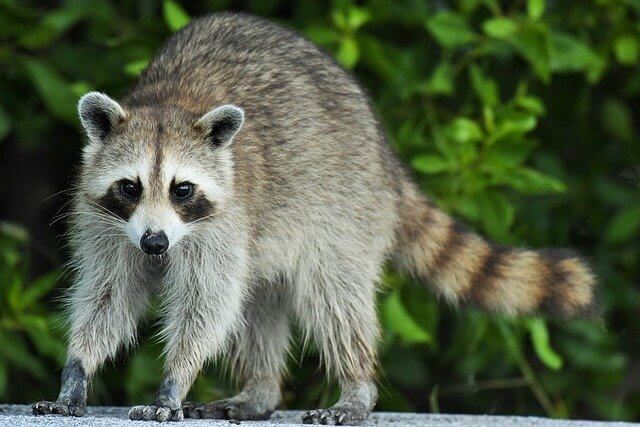 raccoon pest control service ottawa