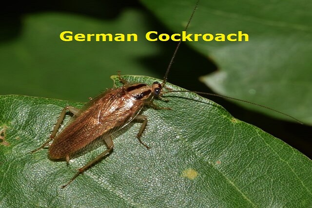 German Cockroach Extermination Service in Ottawa