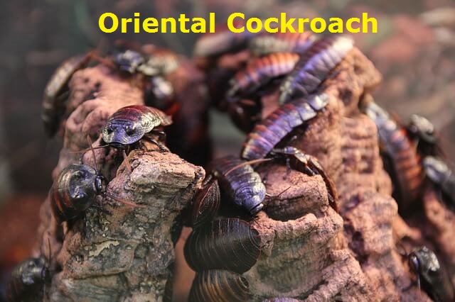 Oriental American Cockroach Removal Treatment Ottawa