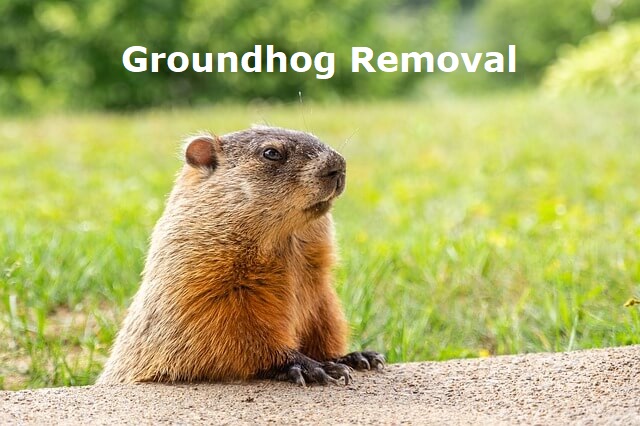 groundhog removal treatment Ottawa