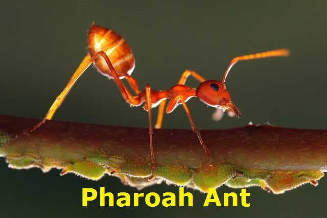 pharoah ant removal treatment service Ottawa