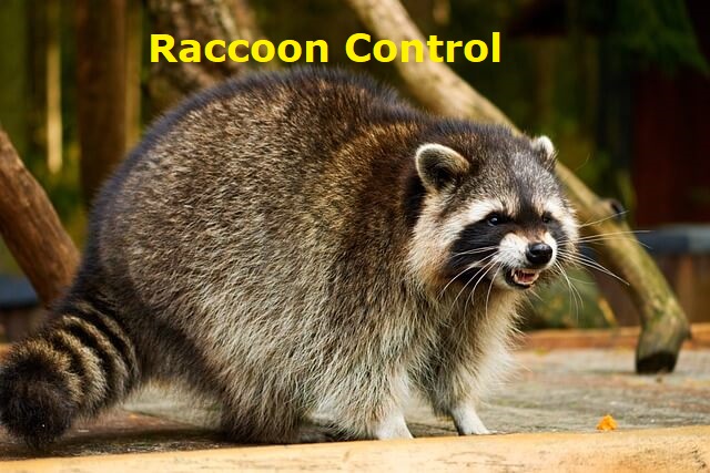raccoon removal company in Ottawa