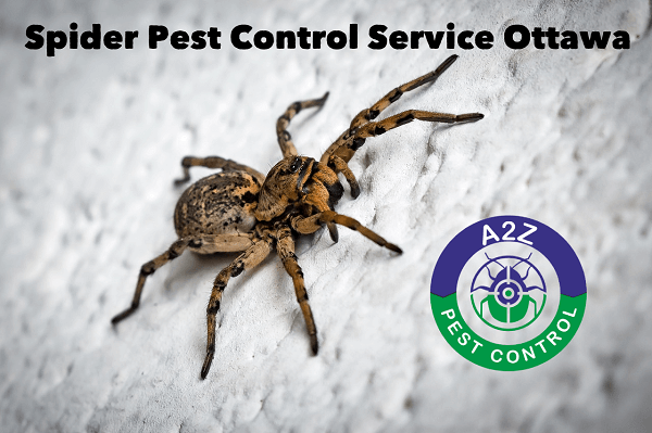 Spider Exterminator Service Ottawa
