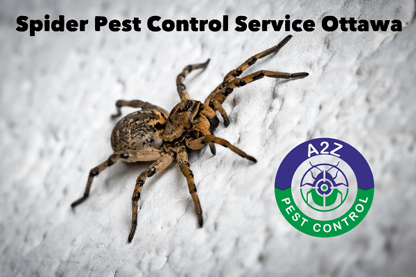 https://a2zpestcontrol.ca/wp-content/uploads/2022/04/Spider-Exterminator-Service-Ottawa.png